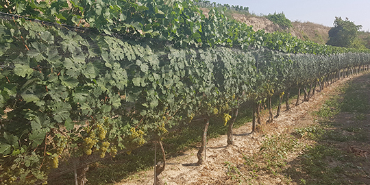 Supporting structures and anti-hail systems in vineyards