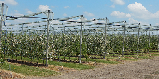 Opěrné konstrukce a protikroupové systémy pro ovocnářské výsadby