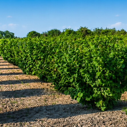 Lanýžové plantáže – poradenství a výsadba
