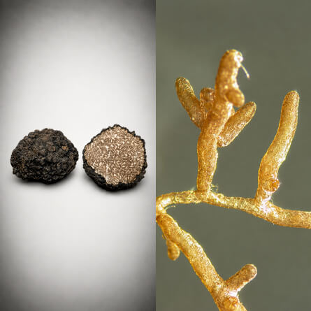 Ilustrace k&nbsp;části o&nbsp;Hlíze aestivum f.&nbsp;uncinatum – zahnutý lanýž